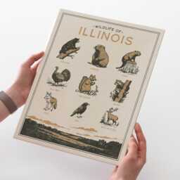 Illinois Wildlife Wall Art Print - Vintage Poster Design, Archival Quality Matte Fine Art Print. Outdoor, Wilderness Gift - thumbnail 1