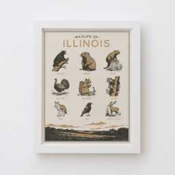 Illinois Wildlife Wall Art Print - Vintage Poster Design, Archival Quality Matte Fine Art Print. Outdoor, Wilderness Gift - thumbnail 2