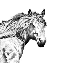 Basque Mountain Horse - Wooden Stand For Candles/Pens With The Image Of A New Collection - thumbnail 2