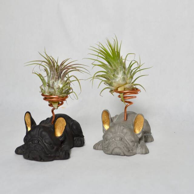 French Bulldog Airplant Holder With Painted Gold Ears - Decorative Object - image 1
