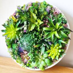 Round Faux Succulent 3D Wall Art Modern Framed Realistic Plant Decor Home Or Business - thumbnail 2