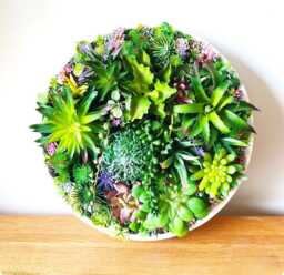 Round Faux Succulent 3D Wall Art Modern Framed Realistic Plant Decor Home Or Business - thumbnail 1