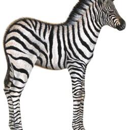 Zebra Wall Decal - thumbnail 2