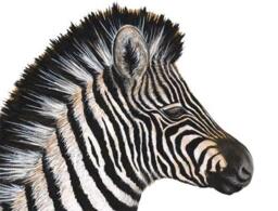 Zebra Wall Decal - thumbnail 1