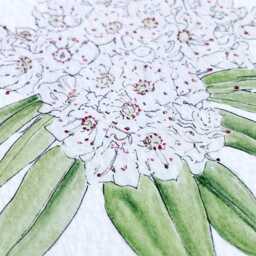 Pennsylvania State Flower Map Watercolor Mountain Laurel - Art Print Wall Graduation Wedding Realtor Moving Floral Mothers Day Gift - thumbnail 3