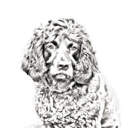 Boykin Spaniel - Wooden Stand For Candles/Pens With The Image Of A Dog New Collection - thumbnail 2