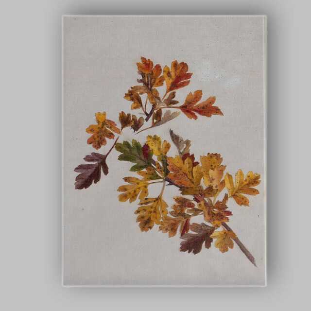 Pressed Autumn Hawthorn Leaves Botanical Nature Study Canvas Wall Art Print Decor Picture Ready To Hang - image 1