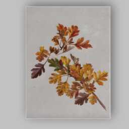 Pressed Autumn Hawthorn Leaves Botanical Nature Study Canvas Wall Art Print Decor Picture Ready To Hang - thumbnail 1