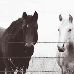 Horse Art, Southwest, Midwest, Wall Decor, Equestrian, Western, Black, White, Country Kitchen & Living Room - thumbnail 2
