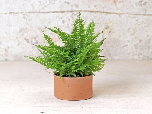 Low Cylinder Plant Pot - image 1