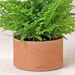 Low Cylinder Plant Pot - thumbnail 4