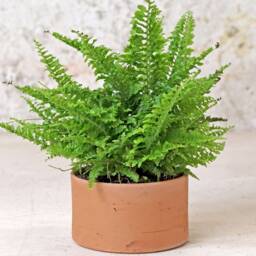 Low Cylinder Plant Pot - thumbnail 3