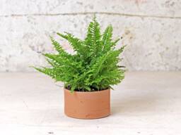 Low Cylinder Plant Pot - thumbnail 1