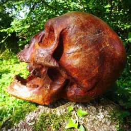 Skull - thumbnail 3
