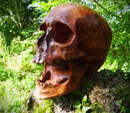 Skull - thumbnail 1
