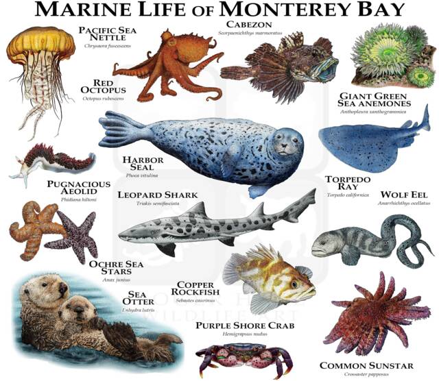 Marine Animals Of Monterey Bay Poster Print - Signed By Artist - image 1