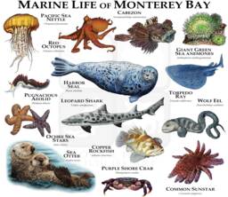 Marine Animals Of Monterey Bay Poster Print - Signed By Artist - thumbnail 1