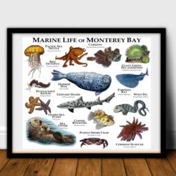 Marine Animals Of Monterey Bay Poster Print - Signed By Artist - thumbnail 2