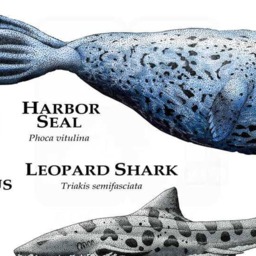 Marine Animals Of Monterey Bay Poster Print - Signed By Artist - thumbnail 3