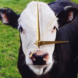 Cow Wall Clock - Decoupage Photo Black Calf Farm Animal & White - thumbnail 3