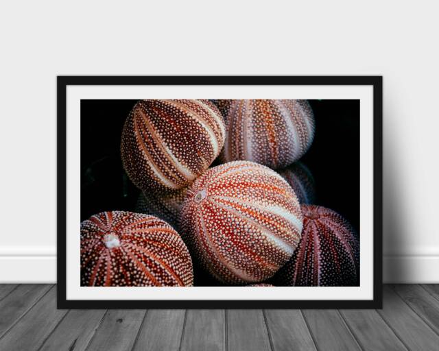 Sea Urchin Print - Fine Art Photography Home Decor Hallway Nature Nautical Seashore Seaside Urchins