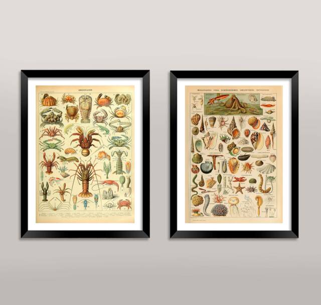 Mollusc & Crustacean Prints Vintage Millot French Shellfish Sea Food Art Illustrations - image 1