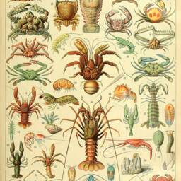 Mollusc & Crustacean Prints Vintage Millot French Shellfish Sea Food Art Illustrations - thumbnail 3