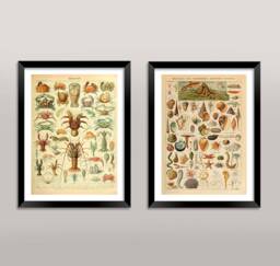 Mollusc & Crustacean Prints Vintage Millot French Shellfish Sea Food Art Illustrations - thumbnail 1