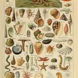 Mollusc & Crustacean Prints Vintage Millot French Shellfish Sea Food Art Illustrations - thumbnail 2