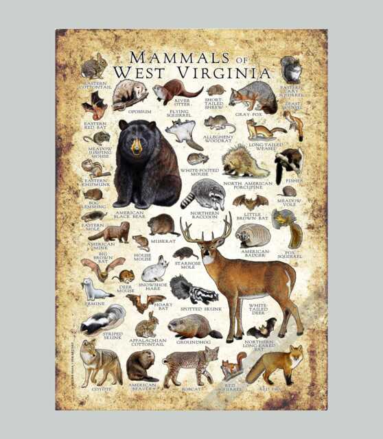 West Virginia Mammals Poster Print Signed Wildlife Art - image 1