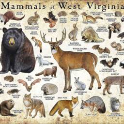 West Virginia Mammals Poster Print Signed Wildlife Art - thumbnail 2