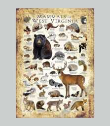 West Virginia Mammals Poster Print Signed Wildlife Art - thumbnail 1