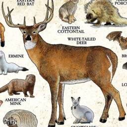 West Virginia Mammals Poster Print Signed Wildlife Art - thumbnail 3
