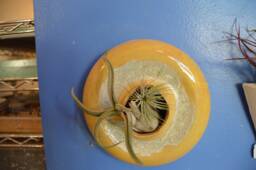 Wall Art Fused Glass - thumbnail 1