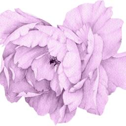 Purple Peony #17 Removable Fabric Wall Decal Individual Blooming Peonies Baby Girl Room Nursery Decor - Customize Your Own Sticker Set - thumbnail 4