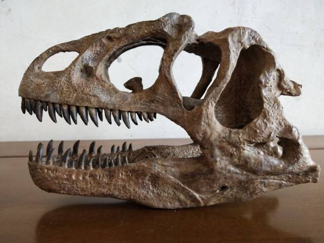 17cm???dinosaur Model/Allosaurus Skull Small Model Ytl-Ni - image 1