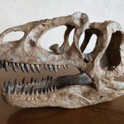 17cm???dinosaur Model/Allosaurus Skull Small Model Ytl-Ni - thumbnail 4