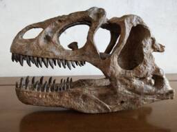 17cm???dinosaur Model/Allosaurus Skull Small Model Ytl-Ni - thumbnail 1