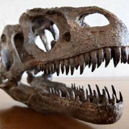 17cm???dinosaur Model/Allosaurus Skull Small Model Ytl-Ni - thumbnail 2