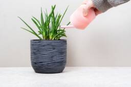 Pastel Indoor Plant Watering Can Texture Design, 250Ml - thumbnail 1