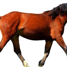 Horse Wall Decals For Kids Rooms - Wild Mustang Decor - Stallion Home Nursery Vinyl Mural Reusable Fabric Decal Vwaq-Pas21 - thumbnail 2