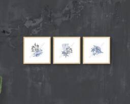 Hamptons Wall Art Prints - Set Of 3 Coral & Shell Nautical Design - thumbnail 1
