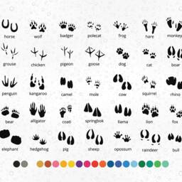 10 X Pair Of Animal Footprints - Vinyl Decal Sticker Wall Decor Cat Dog Foot Gift Waterproof Colour Laptop Bike Kid's Bedroom - thumbnail 2