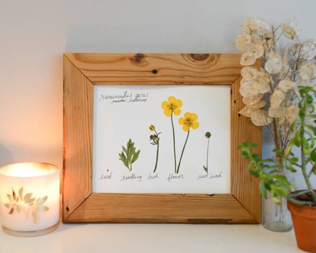 The Lifecycle Collection Buttercup - Print Reproduction Artwork Of Pressed Flowers 100% Cotton Rag Paper Scientific Art - image 1