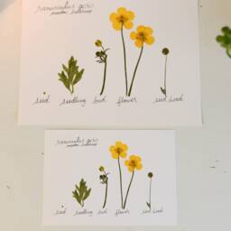The Lifecycle Collection Buttercup - Print Reproduction Artwork Of Pressed Flowers 100% Cotton Rag Paper Scientific Art - thumbnail 3