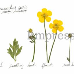 The Lifecycle Collection Buttercup - Print Reproduction Artwork Of Pressed Flowers 100% Cotton Rag Paper Scientific Art - thumbnail 2