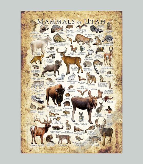 Utah Mammals Poster Print Signed Wildlife Art Field Guide - image 1