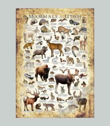 Utah Mammals Poster Print Signed Wildlife Art Field Guide - thumbnail 1