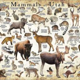 Utah Mammals Poster Print Signed Wildlife Art Field Guide - thumbnail 3