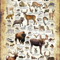 Utah Mammals Poster Print Signed Wildlife Art Field Guide - thumbnail 2